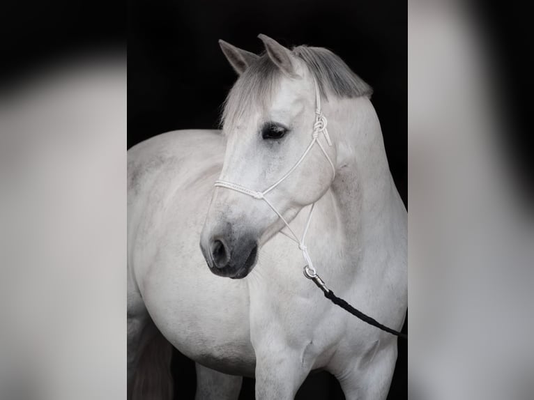 PRE Mestizo Caballo castrado 9 años 165 cm Tordo in Stadthagen