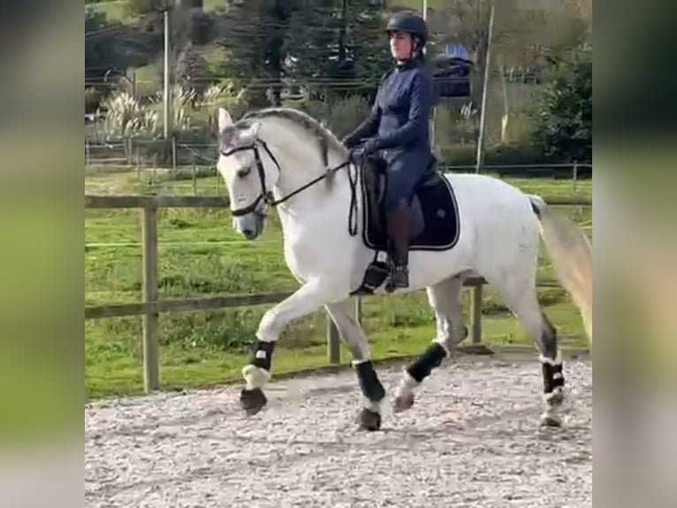 PRE Caballo castrado 9 años 165 cm Tordo in Solares