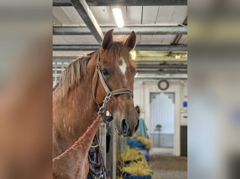 PRE Mestizo Caballo castrado 9 años 166 cm Alazán-tostado in Varberg