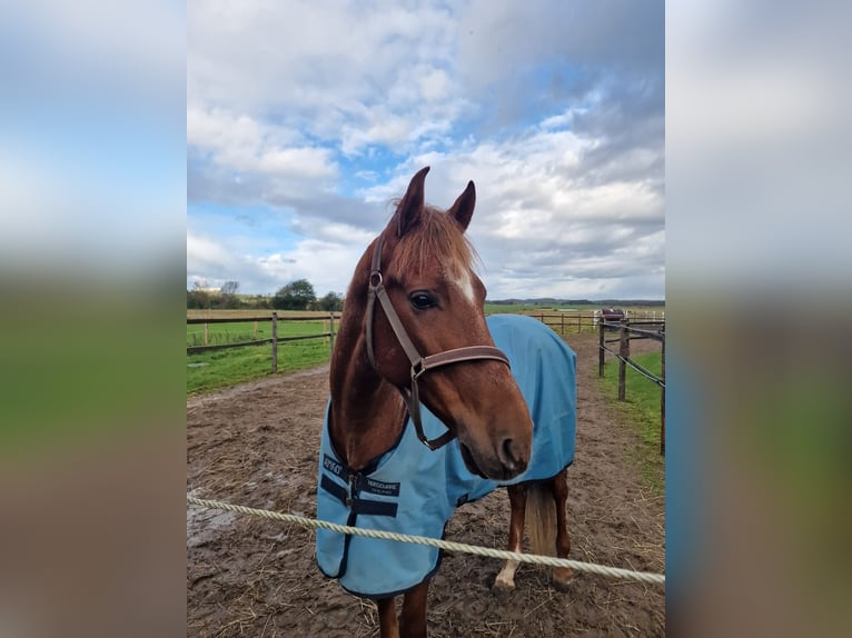 PRE Mestizo Caballo castrado 9 años 166 cm Alazán-tostado in Varberg
