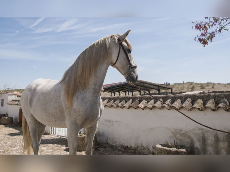 PRE Mestizo Caballo castrado 9 años 166 cm  in Extremadura