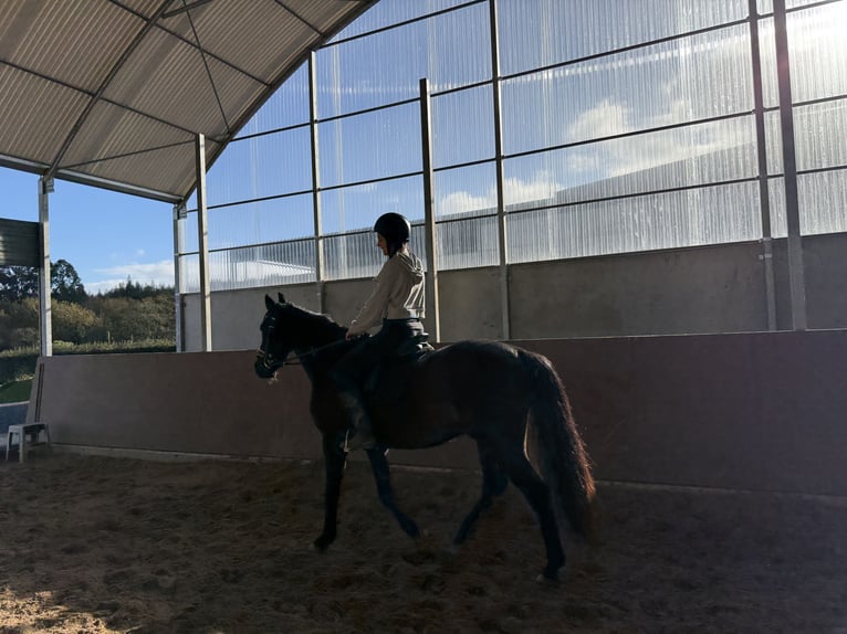 PRE Caballo castrado 9 años 166 cm Castaño oscuro in Breixo (Dorneda-Oleiros)