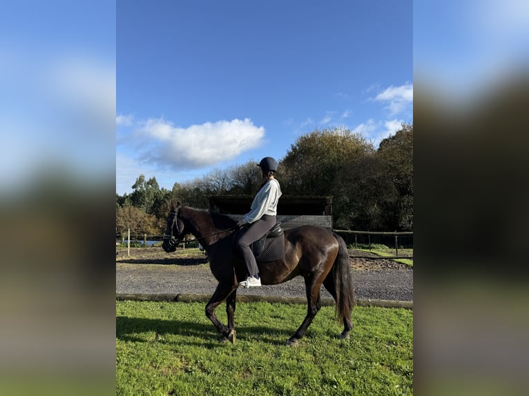 PRE Caballo castrado 9 años 166 cm Castaño oscuro in Breixo (Dorneda-Oleiros)