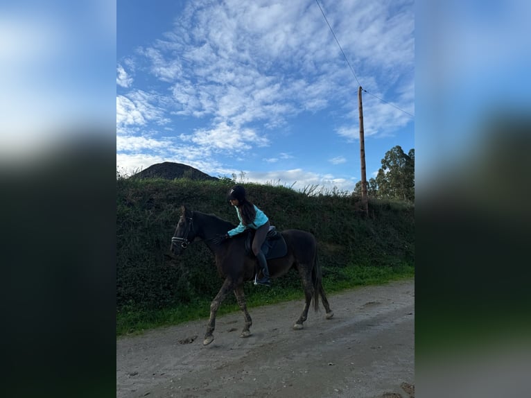 PRE Caballo castrado 9 años 166 cm Castaño oscuro in Breixo (Dorneda-Oleiros)