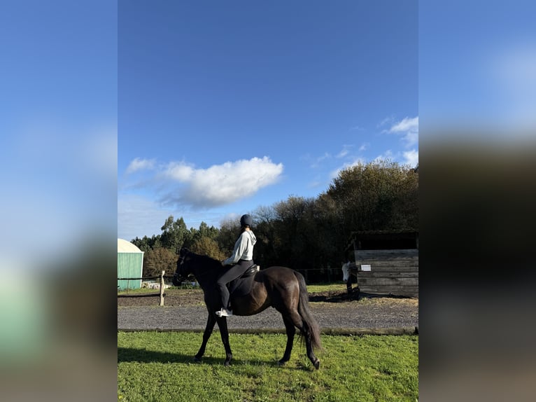PRE Caballo castrado 9 años 166 cm Castaño oscuro in Breixo (Dorneda-Oleiros)