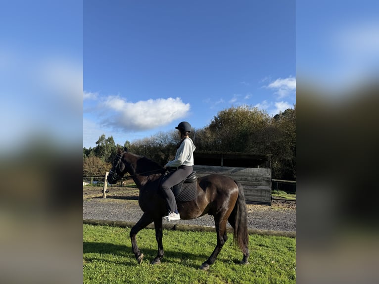 PRE Caballo castrado 9 años 166 cm Castaño oscuro in San Vicente De Elviña