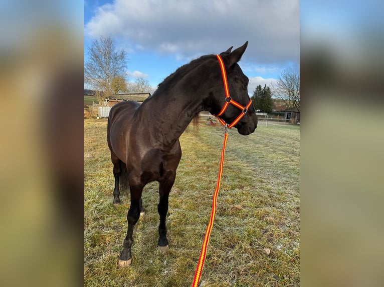 PRE Caballo castrado 9 años 166 cm Castaño oscuro in Reiskirchen