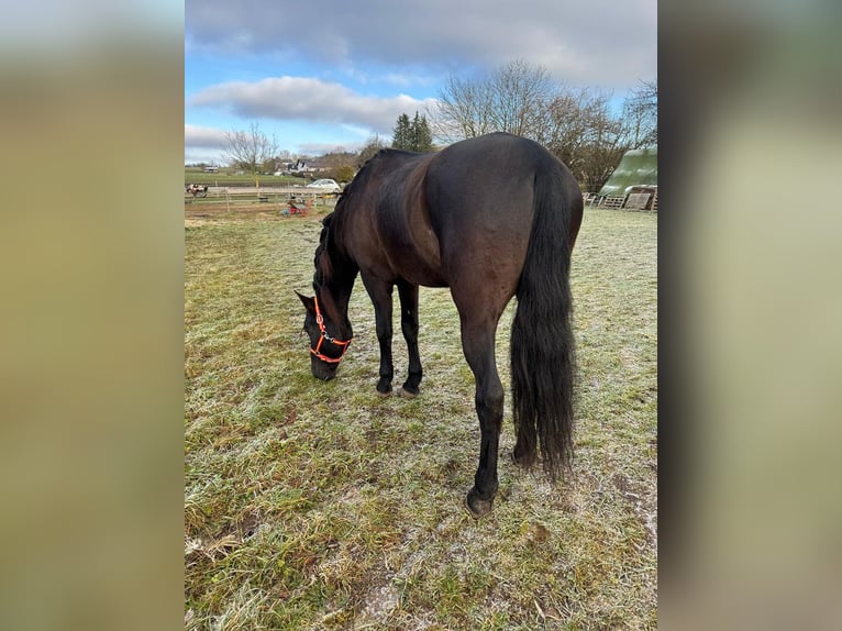 PRE Caballo castrado 9 años 166 cm Castaño oscuro in Reiskirchen