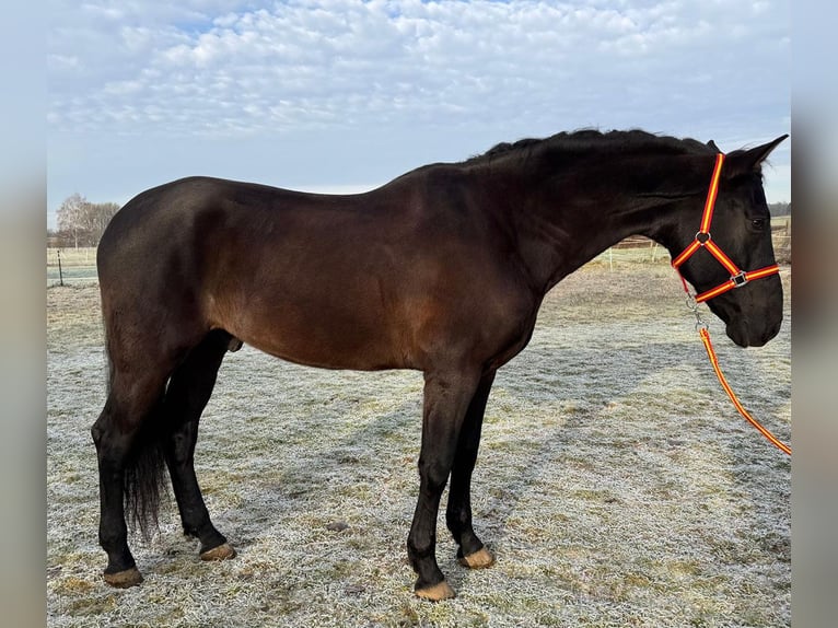 PRE Caballo castrado 9 años 166 cm Castaño oscuro in Reiskirchen