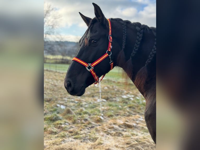 PRE Caballo castrado 9 años 166 cm Castaño oscuro in Reiskirchen