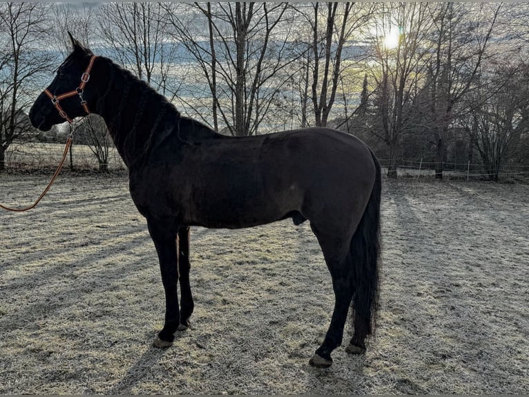 PRE Caballo castrado 9 años 166 cm Castaño oscuro in Reiskirchen