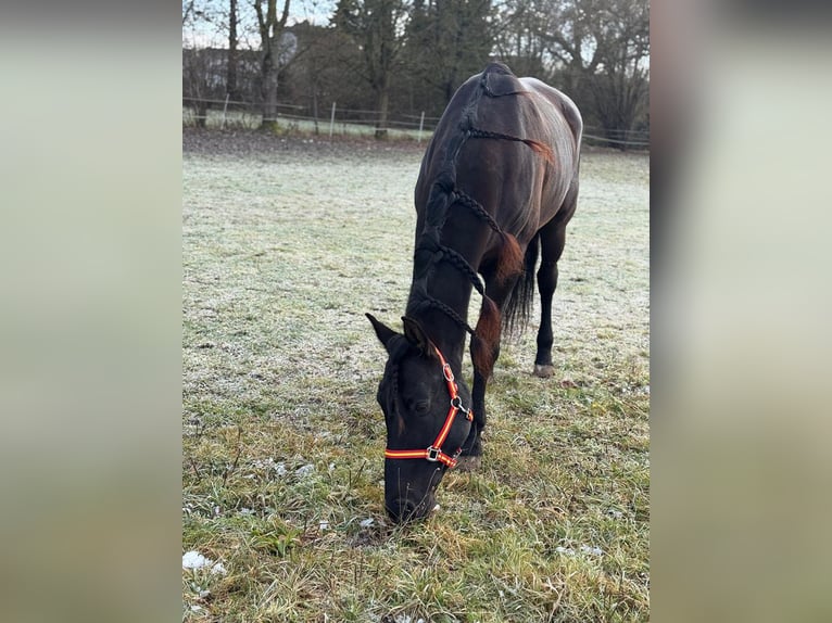 PRE Caballo castrado 9 años 166 cm Castaño oscuro in Reiskirchen