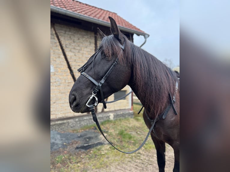 PRE Caballo castrado 9 años 166 cm Castaño oscuro in Reiskirchen