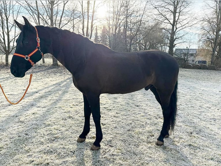 PRE Caballo castrado 9 años 166 cm Castaño oscuro in Reiskirchen