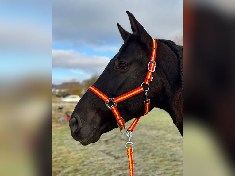 PRE Caballo castrado 9 años 166 cm Castaño oscuro in Reiskirchen