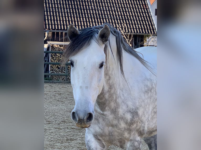 PRE Mestizo Caballo castrado 9 años 166 cm Tordo in Altenm&#xFC;nster