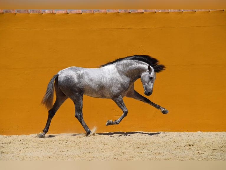 PRE Mestizo Caballo castrado 9 años 166 cm Tordo in Altenm&#xFC;nster