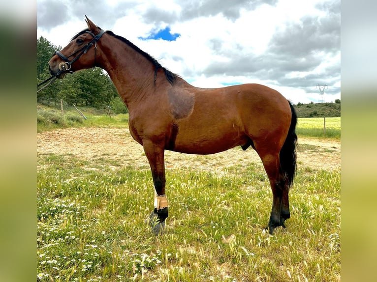 PRE Mestizo Caballo castrado 9 años 167 cm Castaño in Bötersen