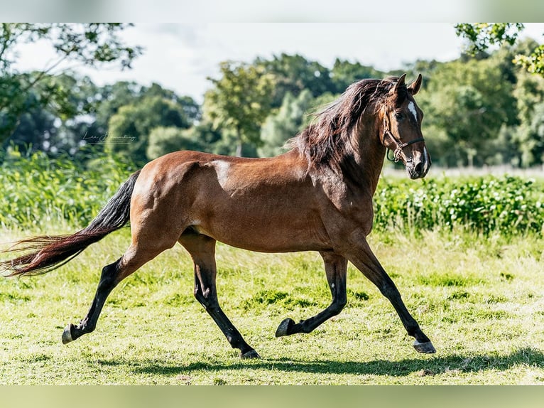 PRE Mestizo Caballo castrado 9 años 167 cm Castaño in Hinterhagen