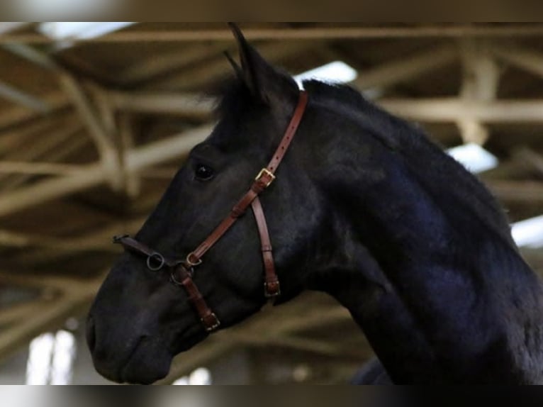 PRE Caballo castrado 9 años 167 cm Negro in Grebenhain