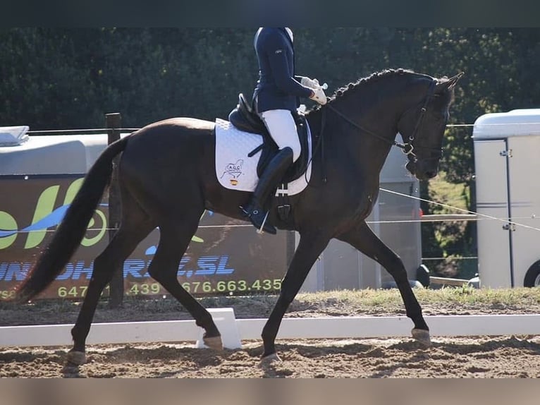 PRE Caballo castrado 9 años 167 cm Negro in Grebenhain