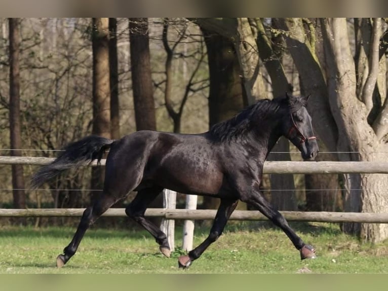 PRE Caballo castrado 9 años 167 cm Negro in Grebenhain