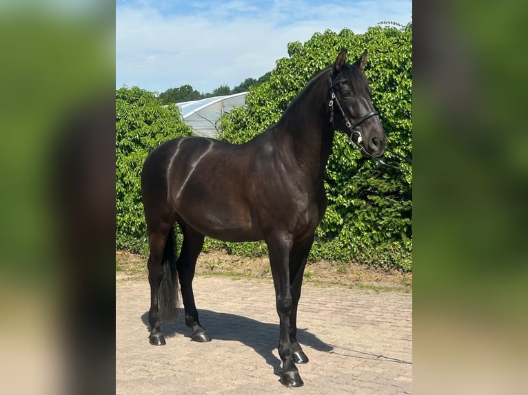 PRE Caballo castrado 9 años 167 cm Negro in Pinneberg