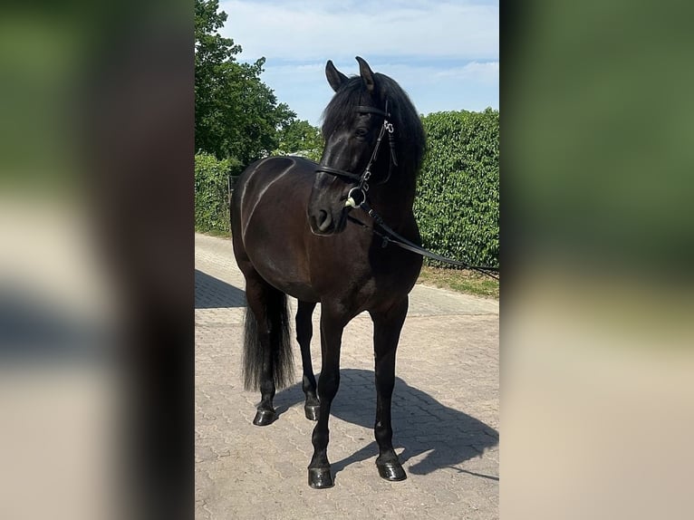 PRE Caballo castrado 9 años 167 cm Negro in Pinneberg