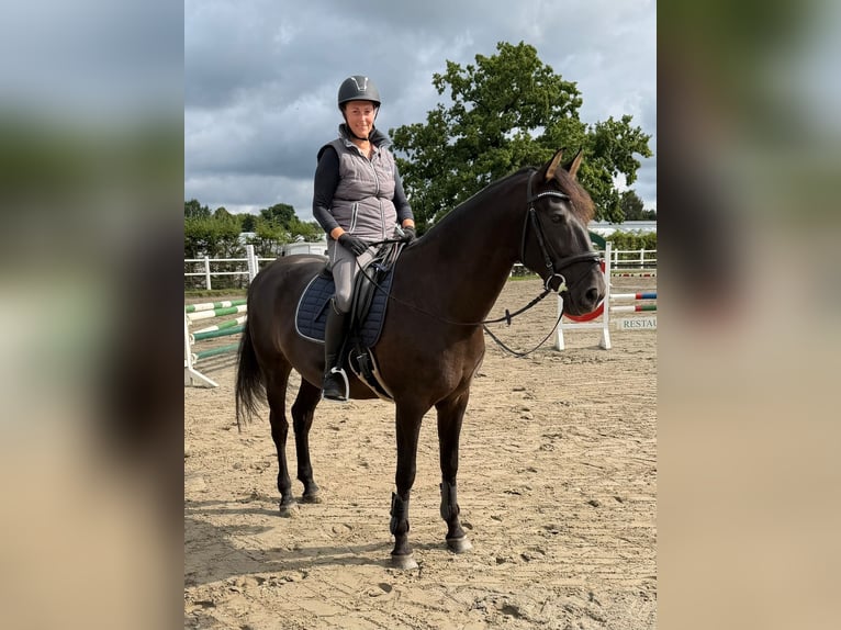PRE Caballo castrado 9 años 167 cm Negro in Pinneberg