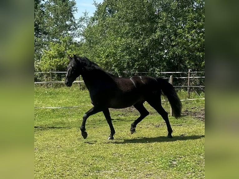 PRE Caballo castrado 9 años 167 cm Negro in Pinneberg