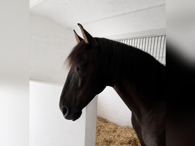 PRE Caballo castrado 9 años 167 cm Negro in Pinneberg