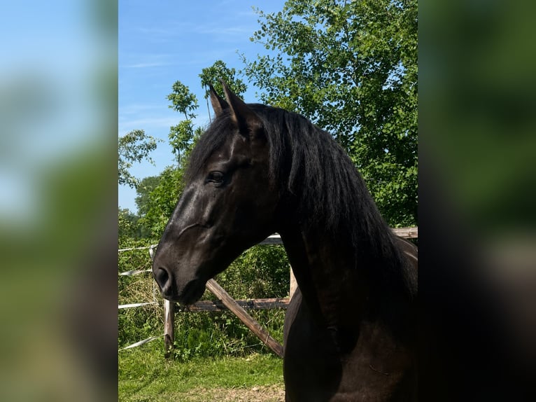 PRE Caballo castrado 9 años 167 cm Negro in Pinneberg
