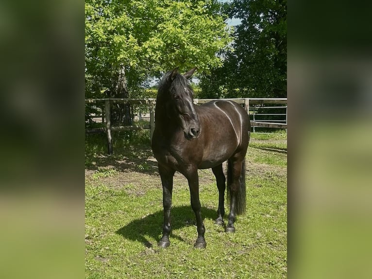 PRE Caballo castrado 9 años 167 cm Negro in Pinneberg