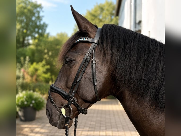 PRE Caballo castrado 9 años 167 cm Negro in Pinneberg