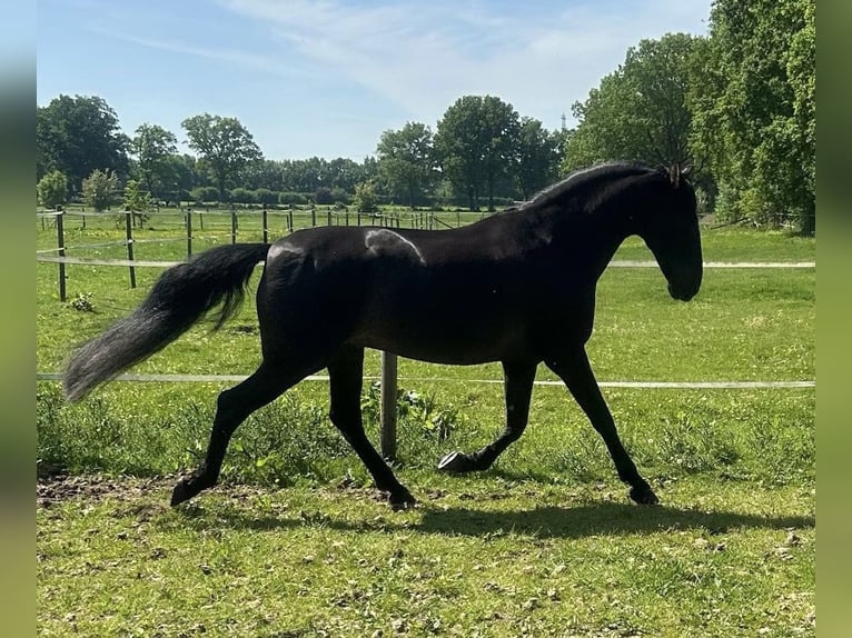 PRE Caballo castrado 9 años 167 cm Negro in Pinneberg