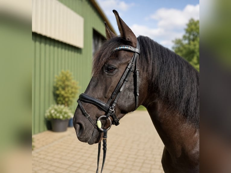 PRE Caballo castrado 9 años 167 cm Negro in Pinneberg