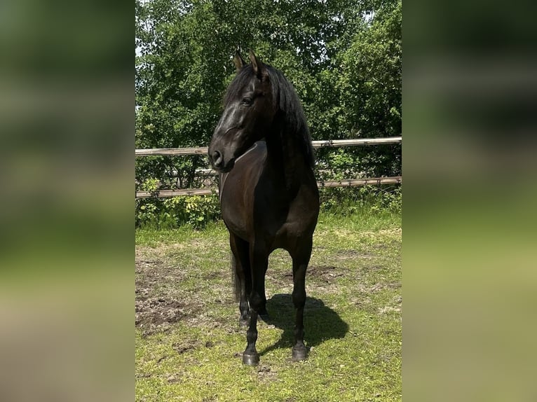 PRE Caballo castrado 9 años 167 cm Negro in Pinneberg