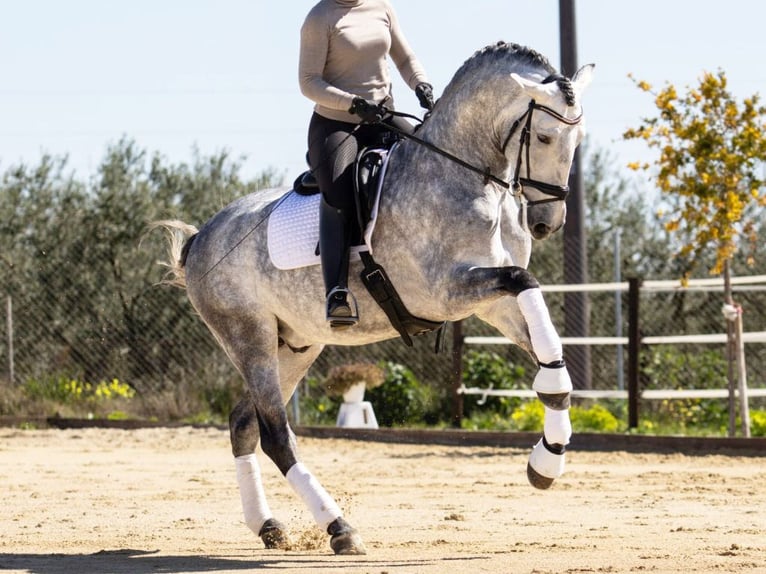 PRE Mestizo Caballo castrado 9 años 168 cm Tordo in Navas Del Madroño