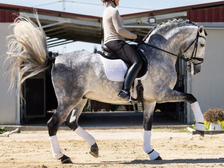 PRE Mestizo Caballo castrado 9 años 168 cm Tordo in Navas Del Madroño