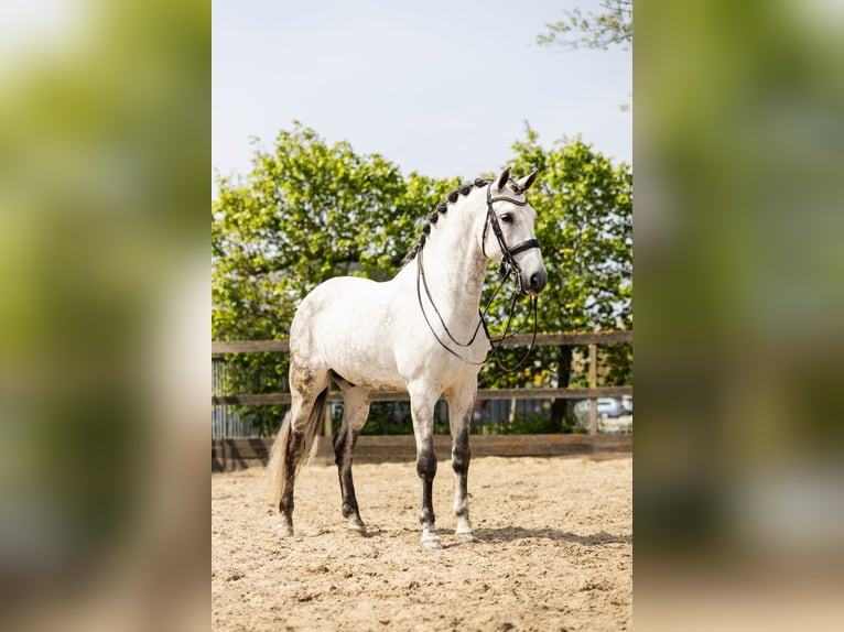 PRE Mestizo Caballo castrado 9 años 168 cm Tordo in Sm