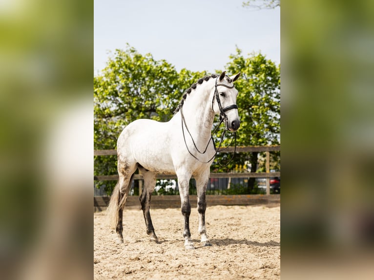 PRE Mestizo Caballo castrado 9 años 168 cm Tordo in Sm