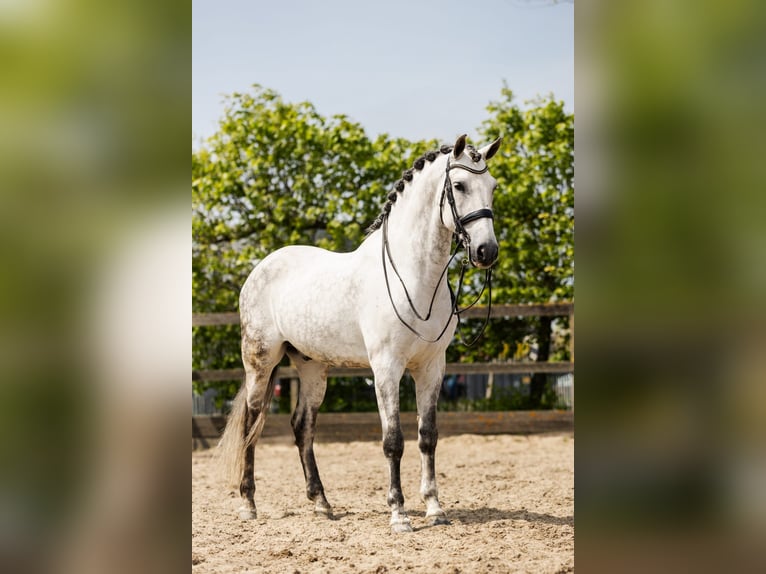 PRE Mestizo Caballo castrado 9 años 168 cm Tordo in Sm