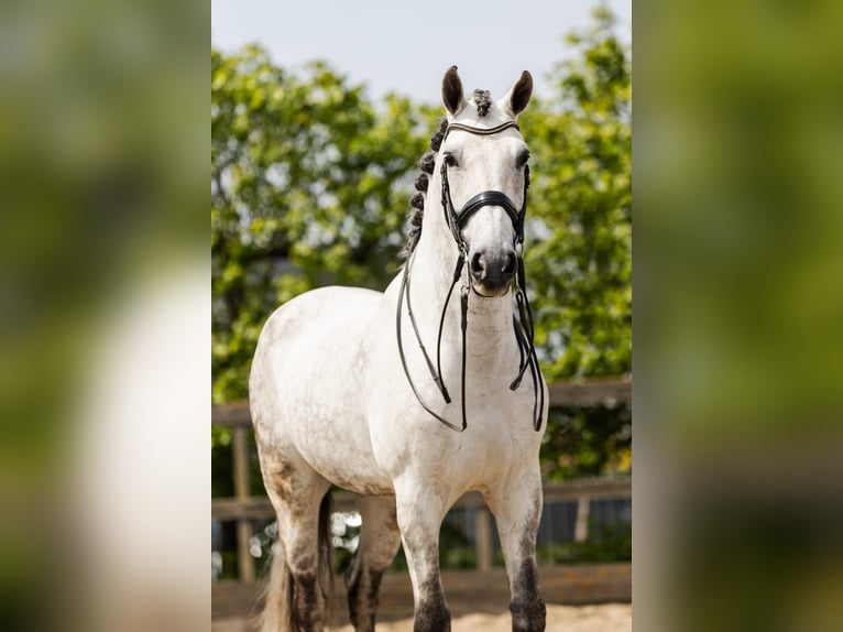 PRE Mestizo Caballo castrado 9 años 168 cm Tordo in Sm