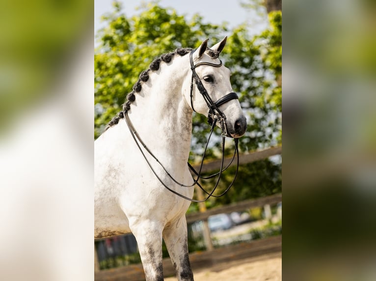 PRE Mestizo Caballo castrado 9 años 168 cm Tordo in Sm