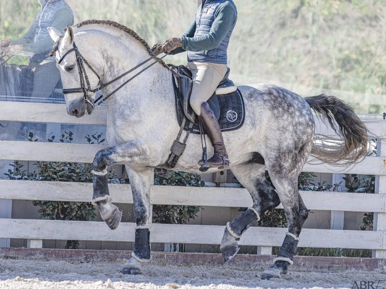 PRE Mestizo Caballo castrado 9 años 168 cm Tordo rodado in Navas Del Madroño