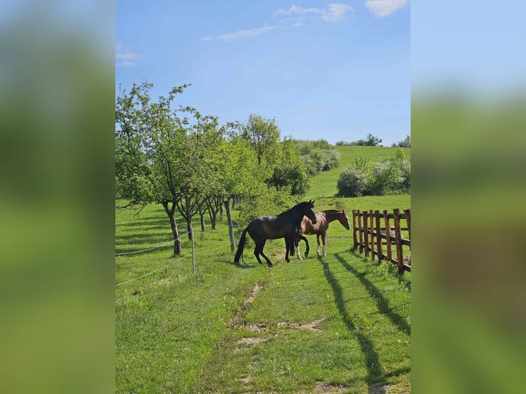 PRE Mestizo Caballo castrado 9 años 169 cm Negro in Априлци / Aprilci