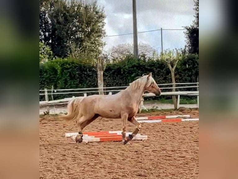 PRE Mestizo Caballo castrado 9 años 170 cm Palomino in Rom