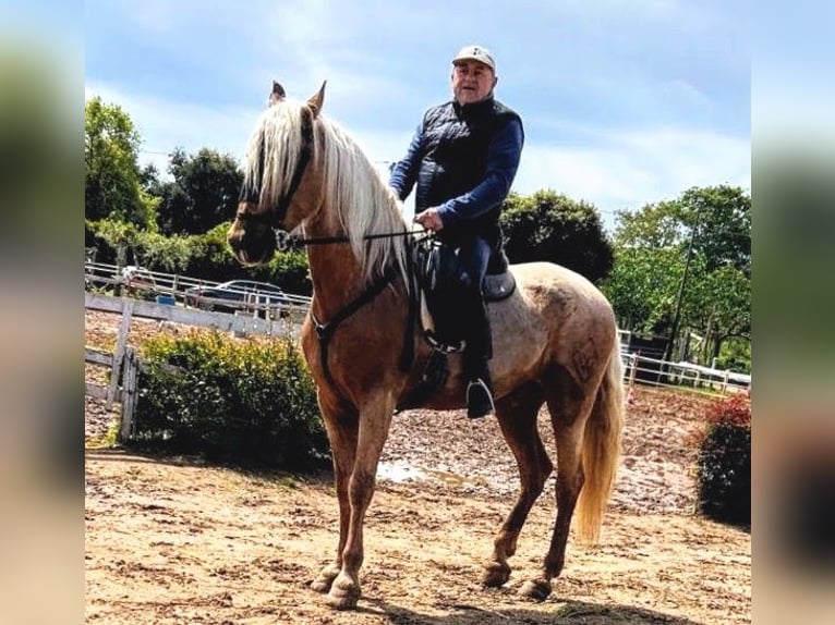 PRE Mestizo Caballo castrado 9 años 170 cm Palomino in Rom