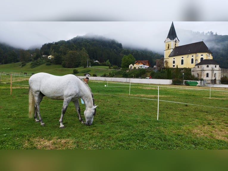 PRE Mestizo Caballo castrado 9 años 170 cm Tordo rodado in Schlierbach