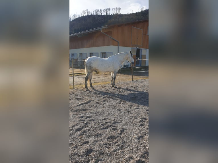 PRE Mestizo Caballo castrado 9 años 170 cm Tordo rodado in Schlierbach